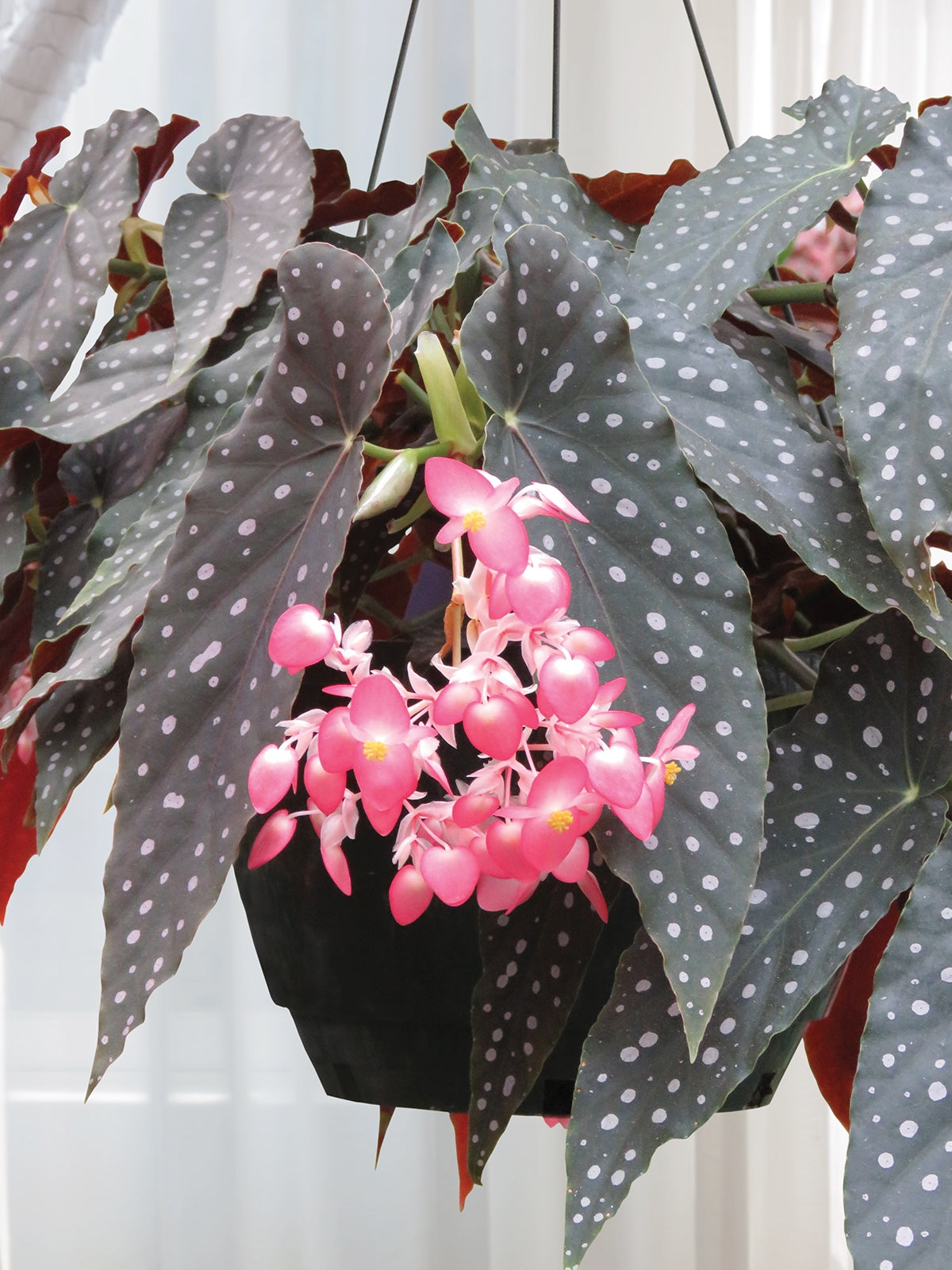 Begonia ‘Whimsy’ (Begonia fibrous hybrid)