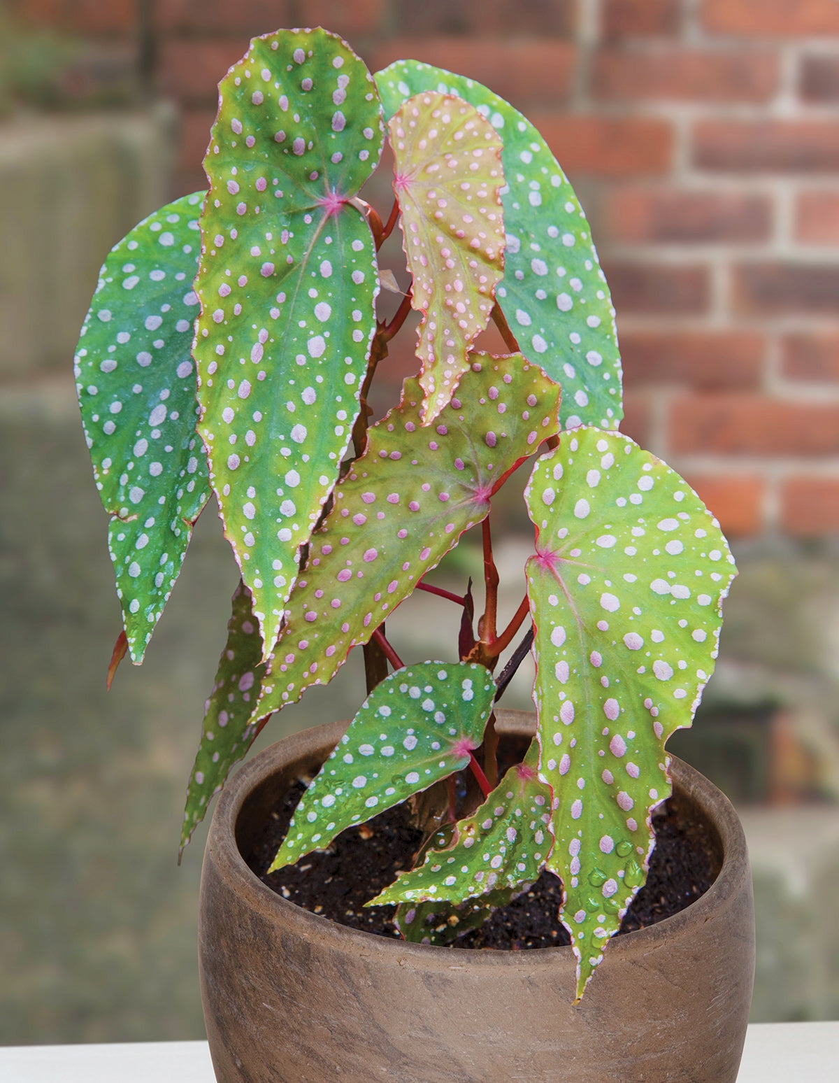 Begonia malachosticta (Begonia species)