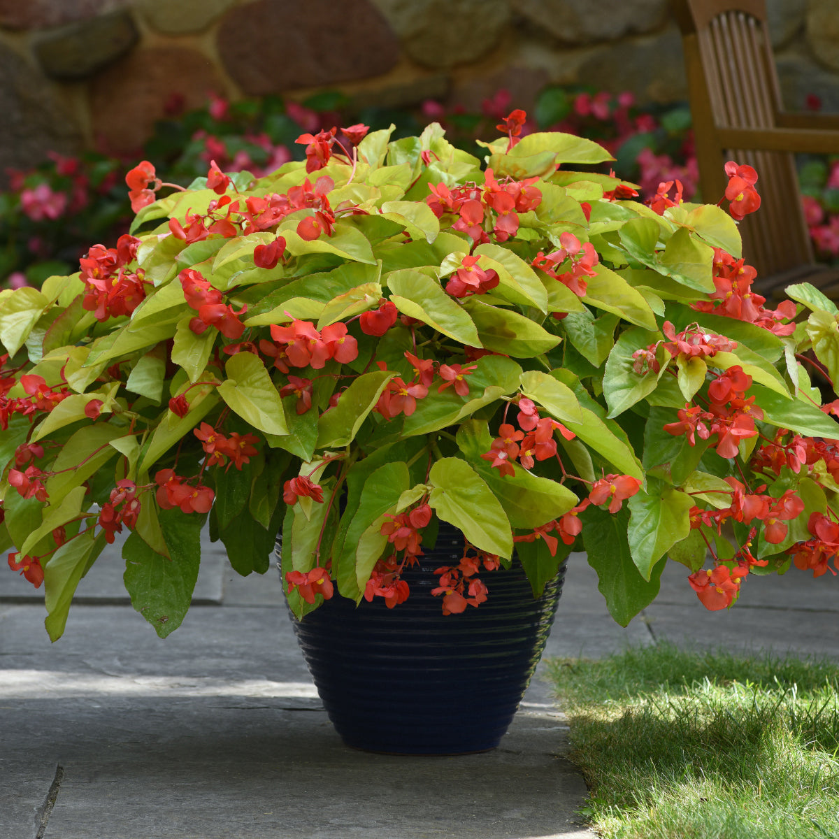 Begonia ‘Canary Wings’ PP (Begonia hybrid)