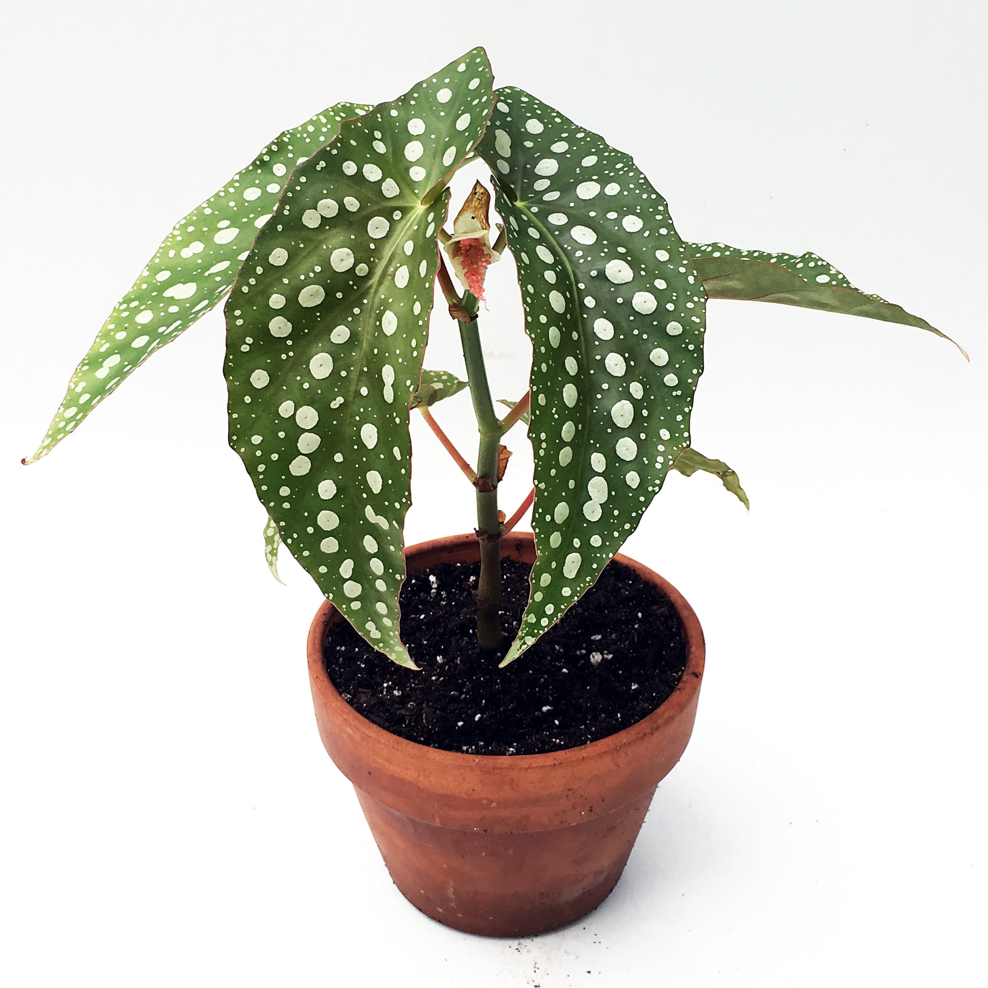 Begonia ‘My Special Angel’ hybrid (Begonia fibrous hybrid)