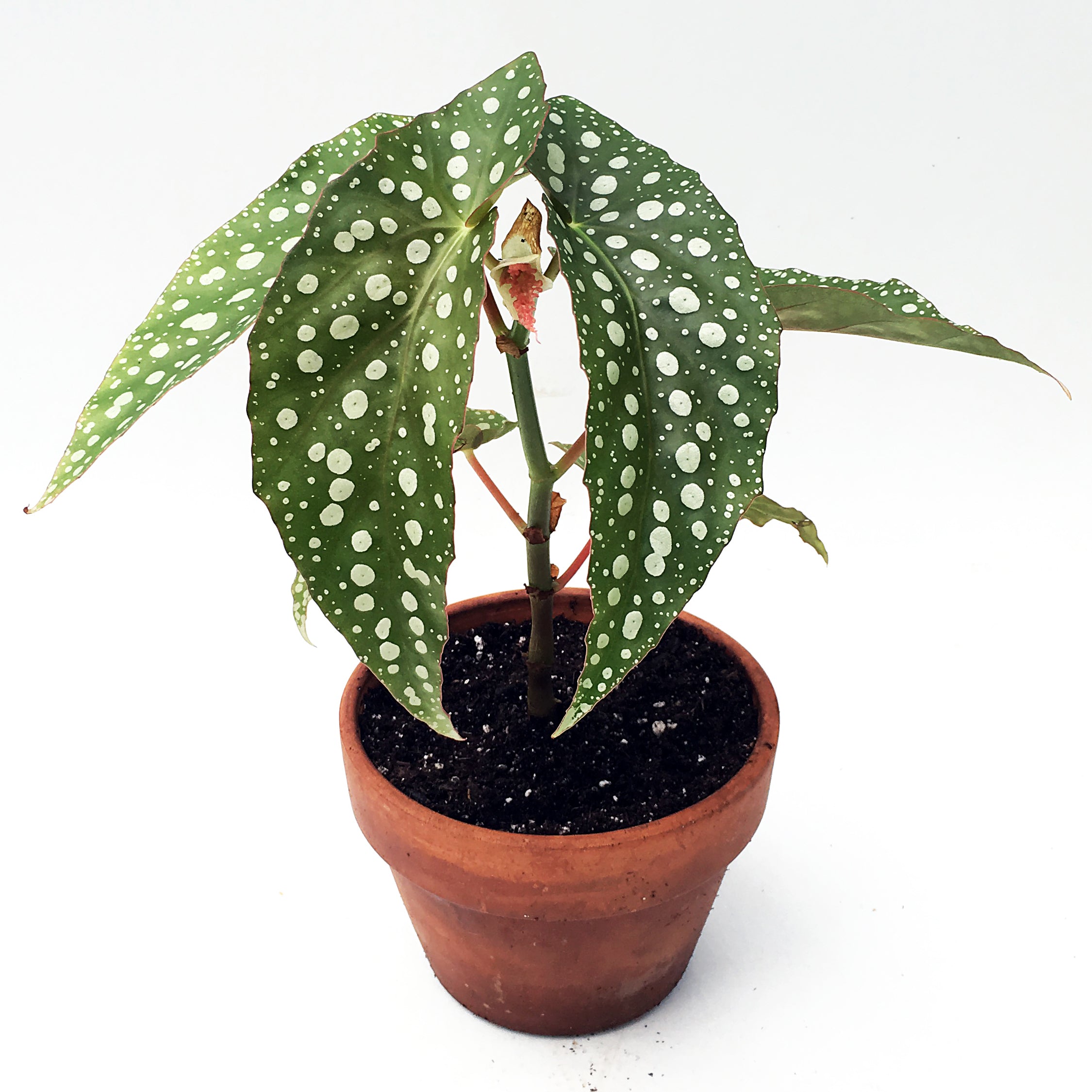 Begonia ‘My Special Angel’ hybrid (Begonia fibrous hybrid)