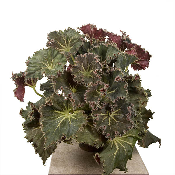 Begonia ‘Susie's Curl’ (Begonia rhizomatous hybrid)