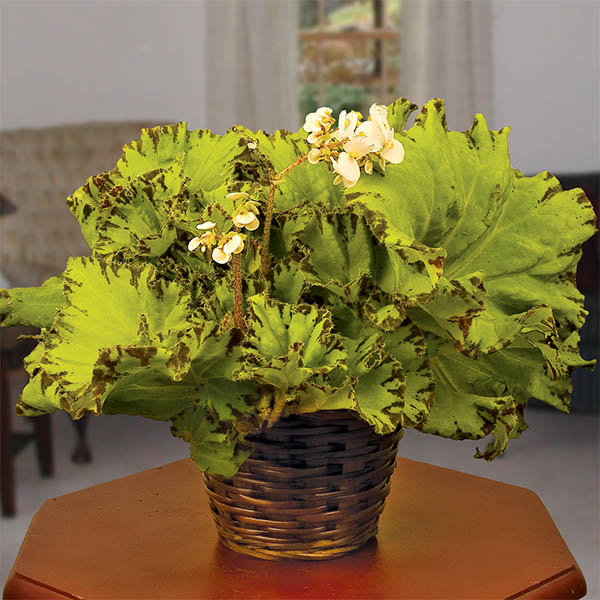 Begonia ‘Baby Dress’ (Begonia rhizomatous hybrid)