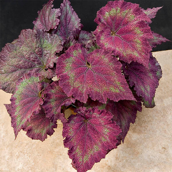 Begonia ‘Mike’s Mauve’ (Begonia rex hybrid)