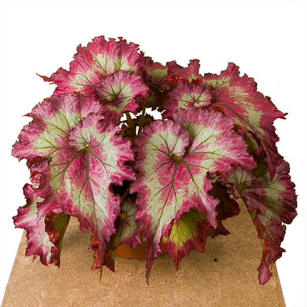 Begonia ‘Raspberry Torte’ (Begonia rex hybrid)