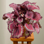 Begonia 'Stained Glass' (Begonia rex hybrid)