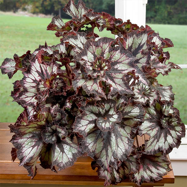 Begonia ‘Super Curl’ (Begonia rex hybrid)