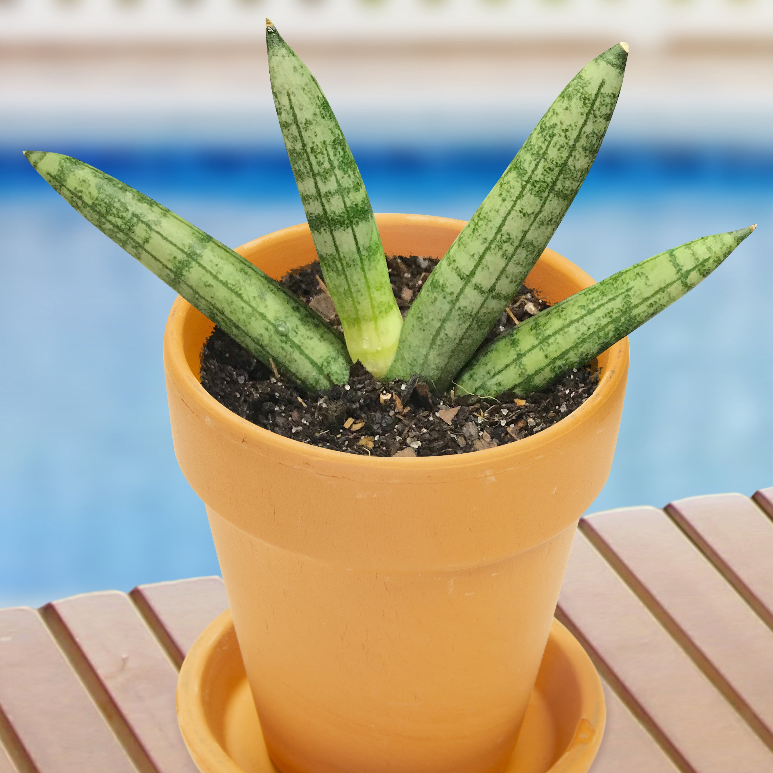 Sansevieria ‘Baby Boncel’ (Sansevieria cylindrica)