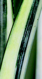 White Sansevieria ‘Bantel’s Sensation’ (Sansevieria trifasciata)