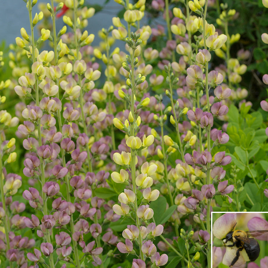 Baptisia 'Aurora'