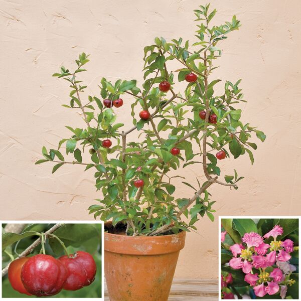 Barbados Cherry Tree (Malpighia glabra)