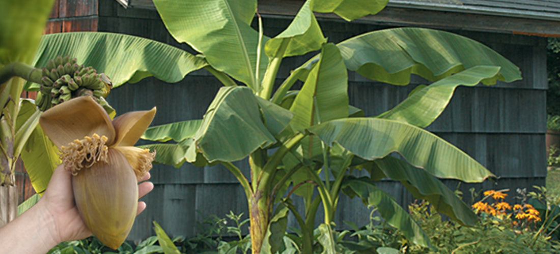 Hardy Banana Plant for sale