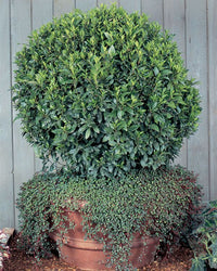 bay-leaf-laurus-nobilis (herbs-and-spices)