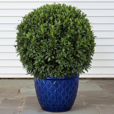 little tree plant indoor Little Tree Plant For Sale – Logee's Plants