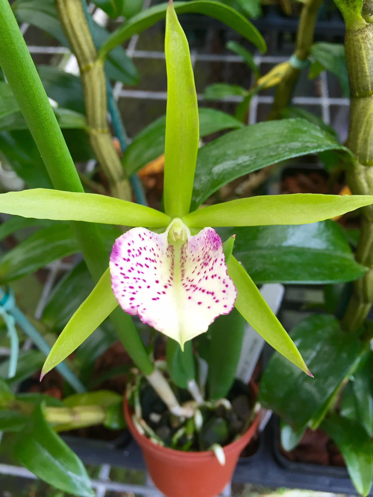 Bc Orchid Green Bird (Brassavola x Cattleya hybrid)