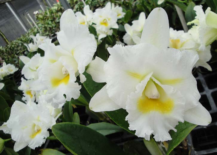 Bc Orchid Island Charm ‘OC’ JC/AOS (Brassavola x Cattleya hybrid)