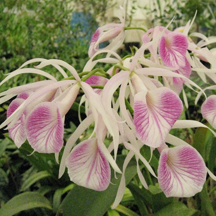 Bc. Orchid Morning Glory (Brassavola nodosa x C. purpurata)