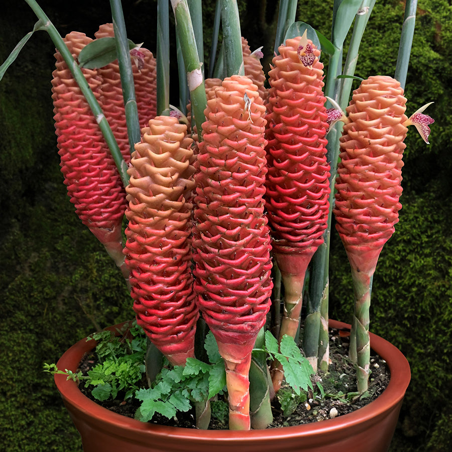 Beehive Ginger