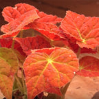 Begonia ‘Autumn Ember’ PPAF (Begonia rhizomatous hybrid)