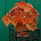 Begonia ‘Autumn Ember’ PPAF (Begonia rhizomatous hybrid)