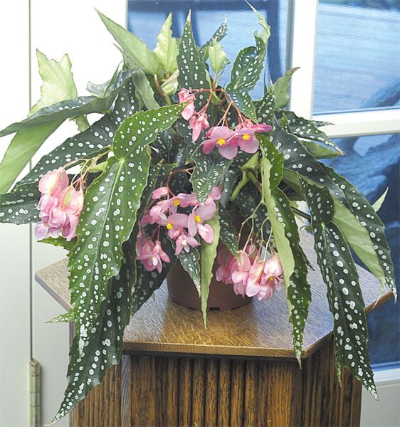 Angel Wing Begonia ‘My Special Angel’ (Begonia fibrous hybrid)
