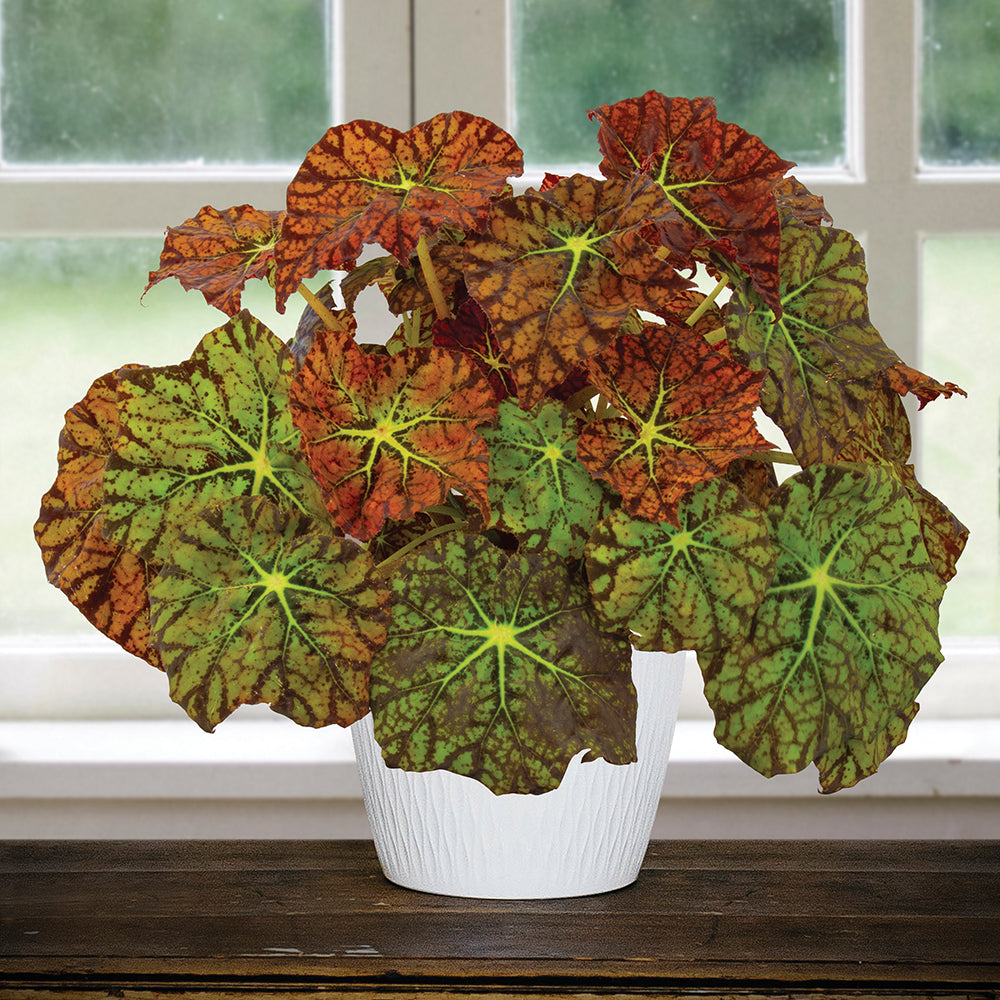 Begonia ‘Amelia's Kaleidoscope’ (Begonia rhizomatous hybrid)