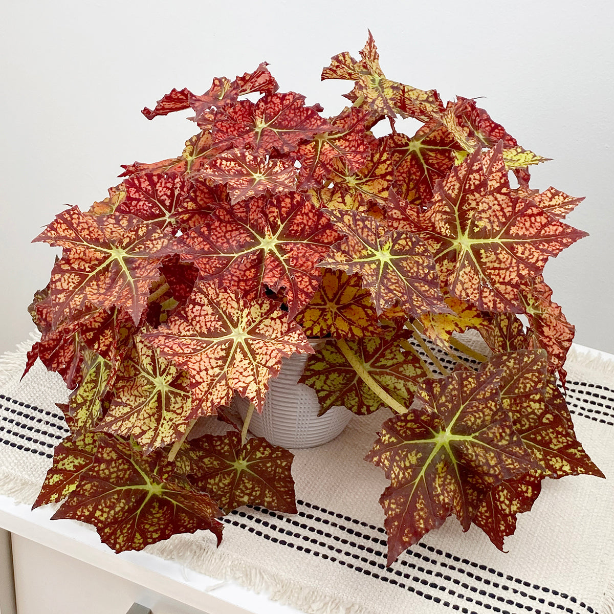 Begonia ‘Autumn’s Delight’ (Begonia rhizomatous hybrid)