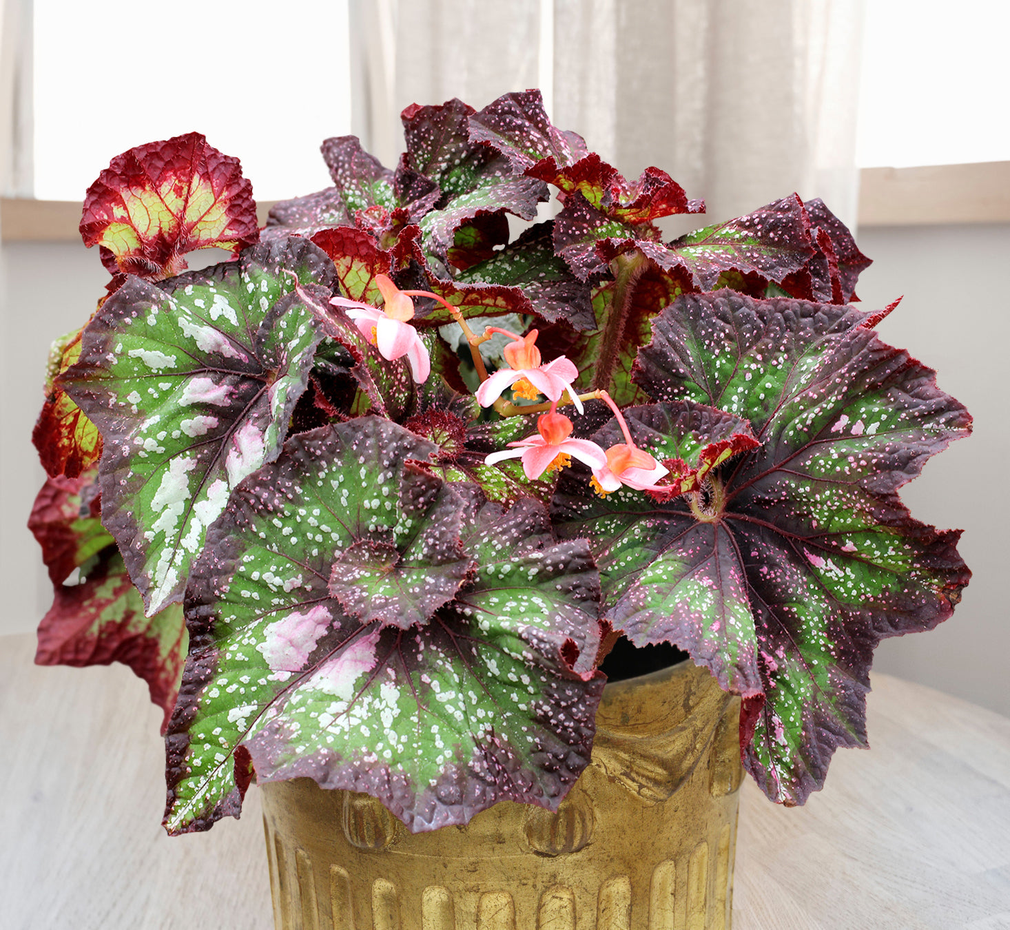 Begonia Nautilus™ Supreme PPAF (Begonia rhizomatous hybrid)