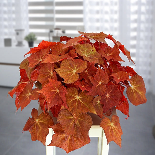 Begonia ‘Solar Flare’ (Begonia rhizomatous hybrid)