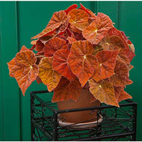 begonia_autumn_ember (shop_logees-coupons)