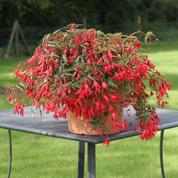 Begonia Bossa Nova® ‘Red’ (Begonia boliviensis)
