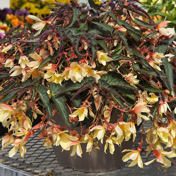 Begonia Bossa Nova® ‘Yellow’ (Begonia boliviensis)