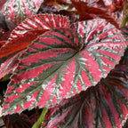 Begonia 'Edinburgh' (Begonia brevirimosa)