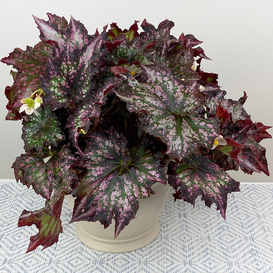 Begonia ‘Cranberry Cocktail’ (Begonia rex hybrid)