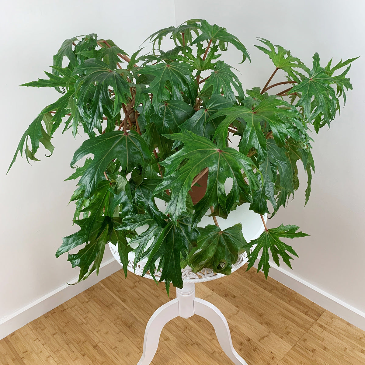 Begonia crassicaulis (Begonia crassicaulis)