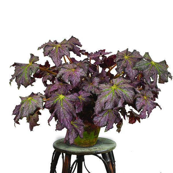 Begonia ‘Dean Turney’ (Begonia rhizomatous hybrid)