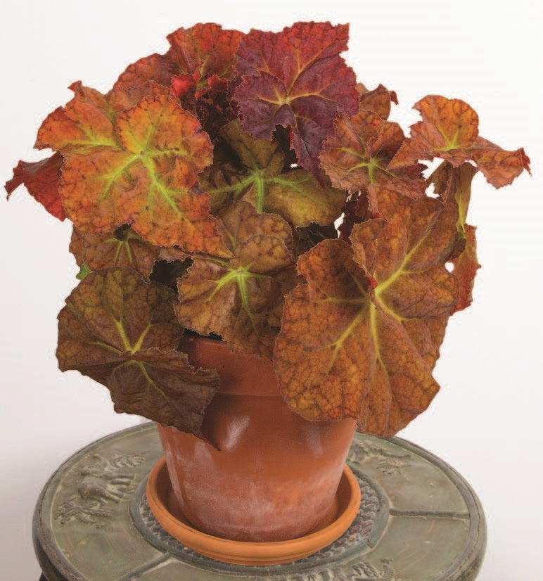 Begonia ‘Desert Dream’ (Begonia rhizomatous hybrid)