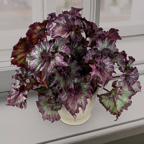 Begonia ‘Dusty Rose’