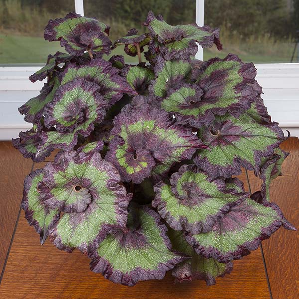 Begonia ‘Emerald Wave’ (Begonia rex hybrid)