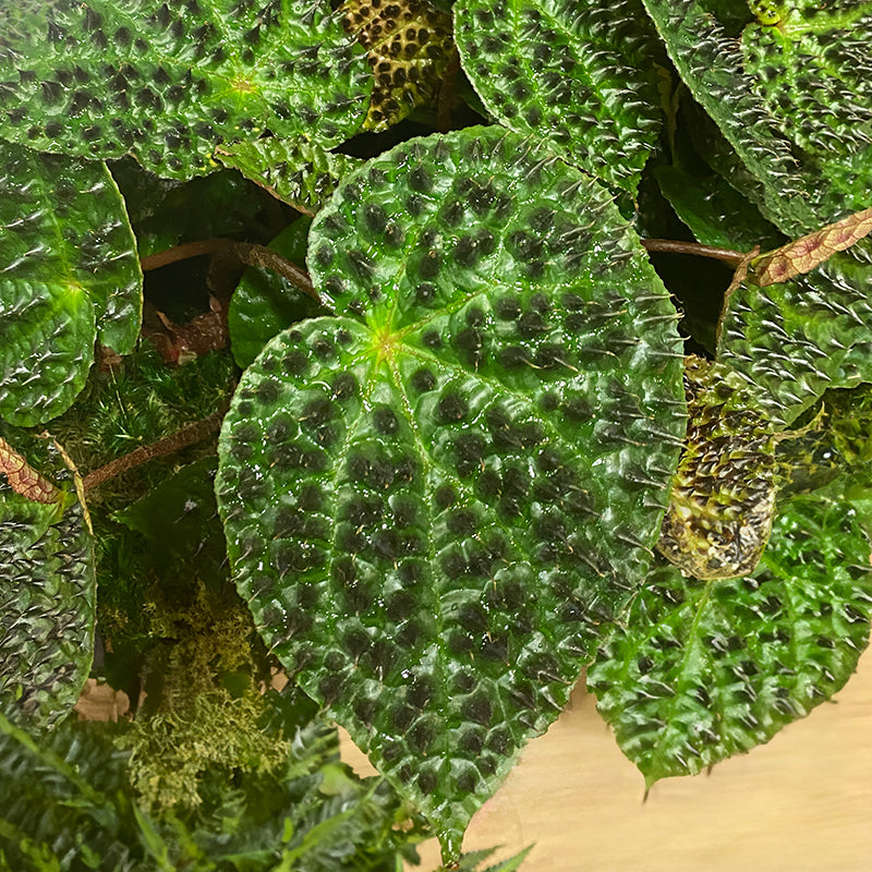 Logee's Begonia ferox - Thumbnail 3