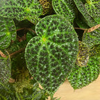 Begonia ferox (Begonia species)