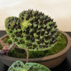 Begonia ferox (Begonia species)