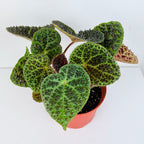 Begonia ferox (Begonia species)