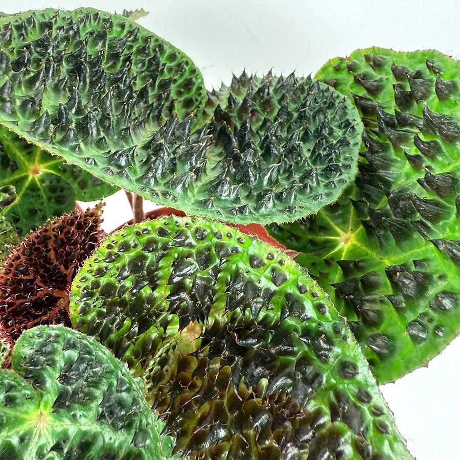 Begonia ferox (Begonia species)