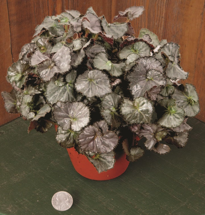 Begonia ‘Five ‘N Dime’ (Begonia  rhizomatous hybrid)