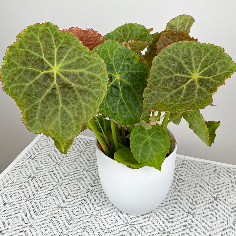 Begonia goegoensis