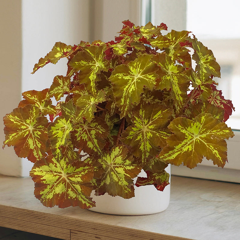 Begonia ‘Golden Hour’ (Begonia rhizomatous hybrid)