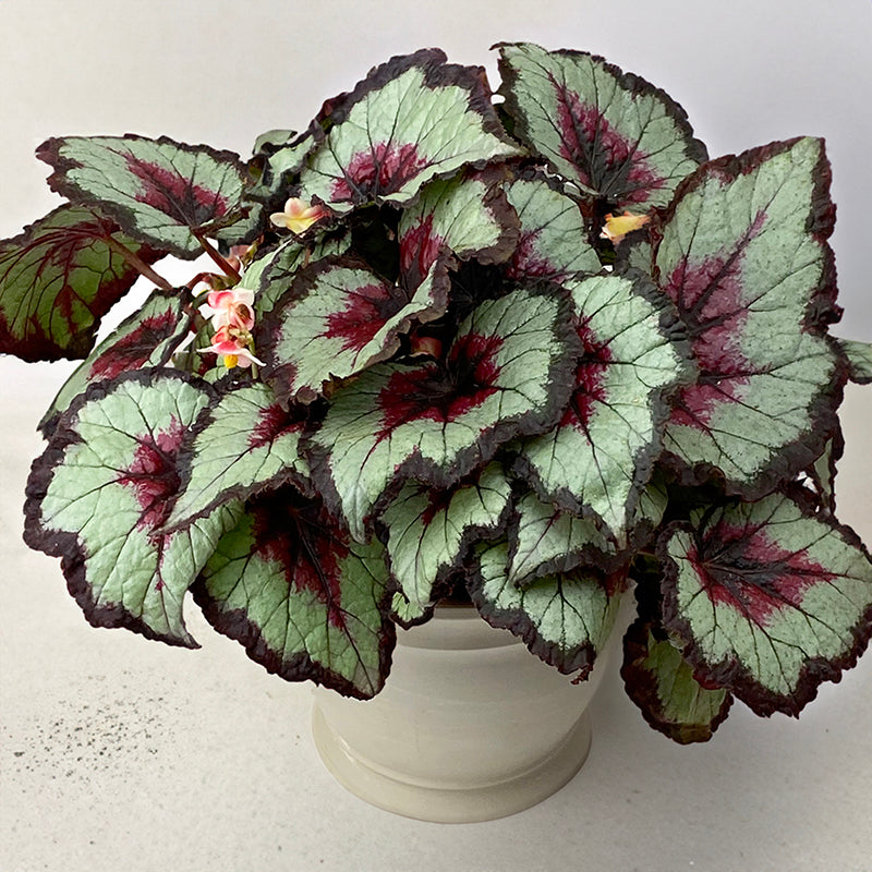 Begonia Harmoney Bullseye Rex
