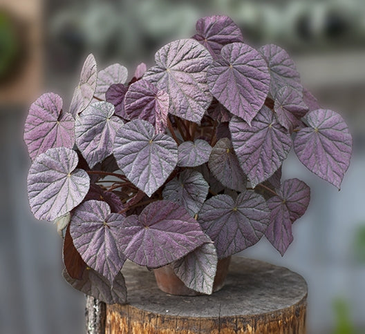 Begonia Harmony’s ‘Passing Storm’ (Begonia rhizomatous hybrid)