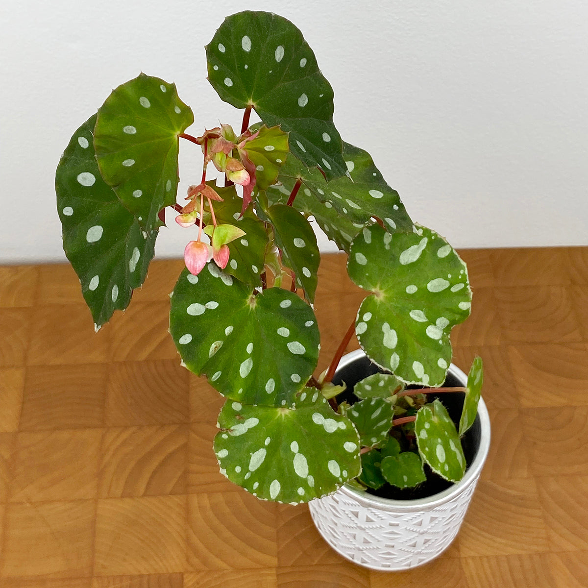 Begonia jiewhoei (Begonia species)